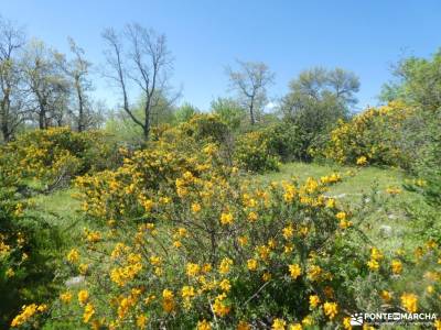 En amarillo, Floración del Cambroño; ruta de los monasterios la rioja ruta los cuchillos del cabriel